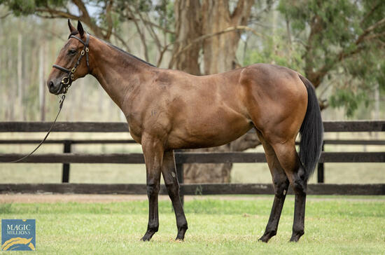 Snitzel X Perfect Fit