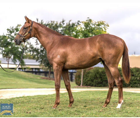 Written Tycoon X Stresa