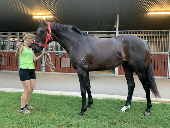 Sebring X Beyonce’s Star