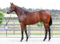 2017 Magic Millions Gold Coast - Lot 807 Zoustar x Eramor