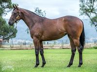 2017 Magic Millions Gold Coast - Lot 525 Fastnet Rock x There's Only One