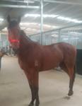 Exosphere X Za'atar colt