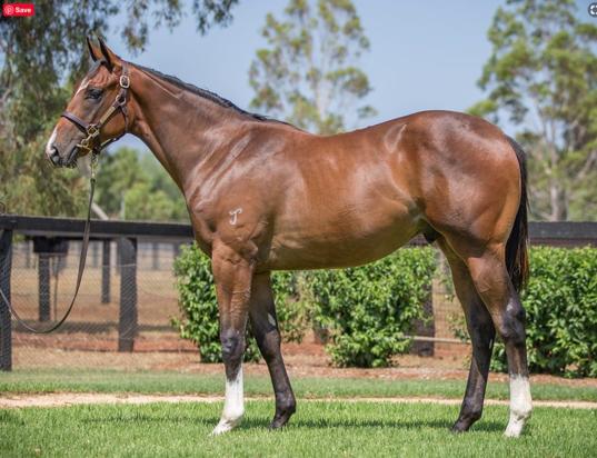 Brazen Beau X Diamond Cove