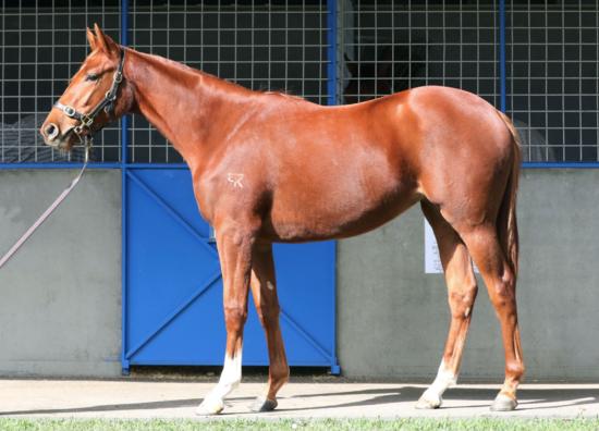 Fiorente X Bold Selection