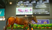 Missrock goes from the nearly mare to multimillionaire