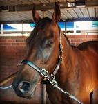 HABENERA CONTINUES CONSISTENT FORM