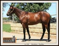 BLACKFRIARS YEARLING AVAILABLE