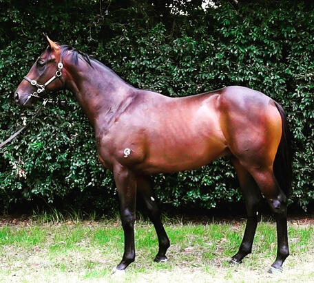 Maschino X Paymistress Colt 2019