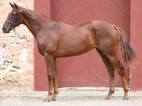 WANT TO RACE A HORSE WITH NO INITIAL OUTLAY