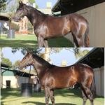 Team Guy & Knightsbridge Bloodstock A Winning Combination
