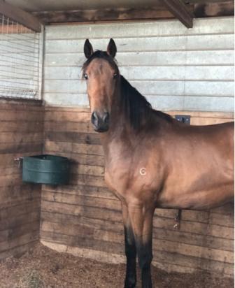 Reset X Ruby Slippers Filly