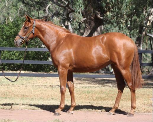 Hampton Court X Mustang Sally Filly