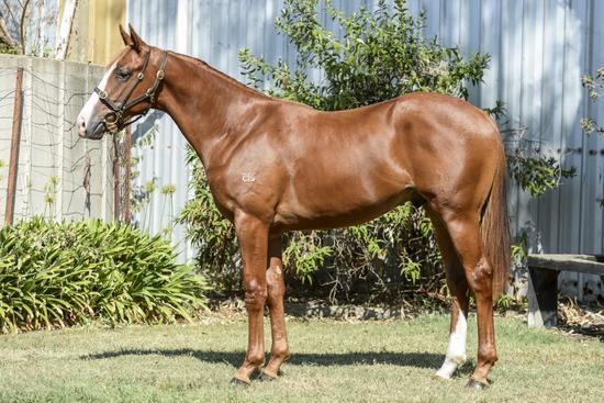 Ready For Victory X Never Miss Colt
