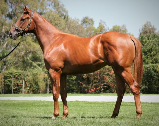Starspangledbanner X Sardaaj Colt