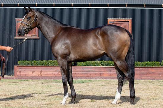 Tivaci X So Sharp It Hurts Colt