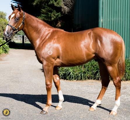 Foxwedge X Octantis Colt