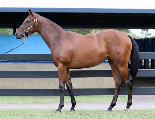 Press Statement X Vihanna Victory Filly