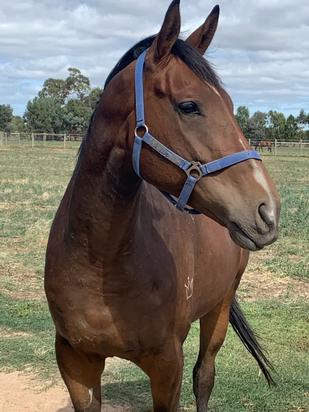 Helene Mascot X Barbara Joy Colt
