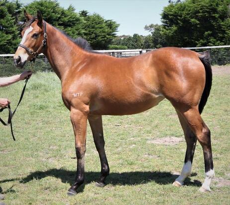 Press Statement X Sirius Miss Filly