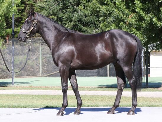 Pierro X Rockolicious Colt