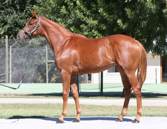 Merchant Navy X High Lago Filly