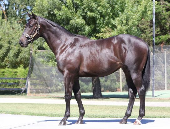 Cable Bay X Black Velveteen Colt