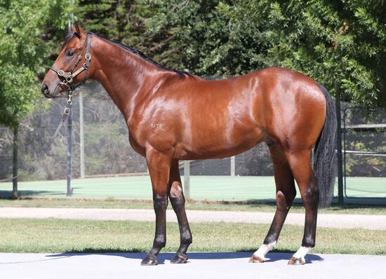 American Pharoah X Burndiniburn Colt