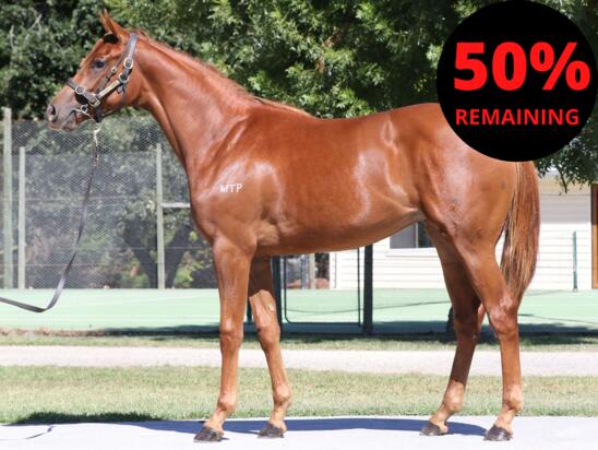 Merchan Navy X High Lago Filly