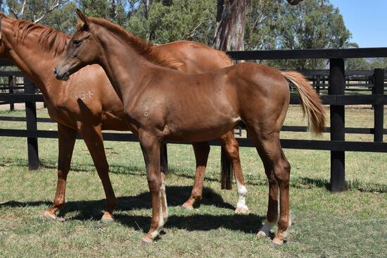Turffontein X Grandees Gem