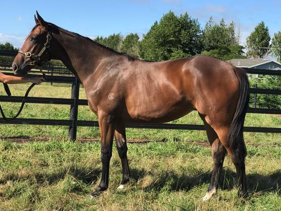 Tralee Rose
