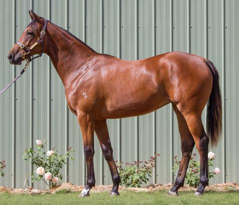 Pride Of Dubai X She