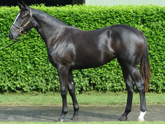 Written Tycoon X Wabeel