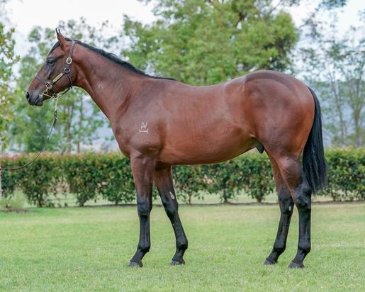 Epaulette X Endaxi