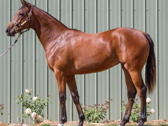 Pride Of Dubai X She