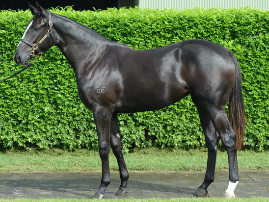 Written Tycoon X Wabeel