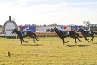 Myboycolly impresses first up at Muswellbrook