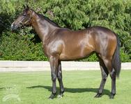 YEARLING PARADE!