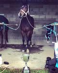 Gypsy Miss Wins Leeton Cup