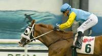 Fox Beat wins at Sapphire Coast