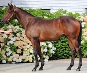 Yearling Half Brother to Kiwi Karma Secured