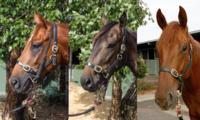 Don't let these three 2yo's slip by without inspection