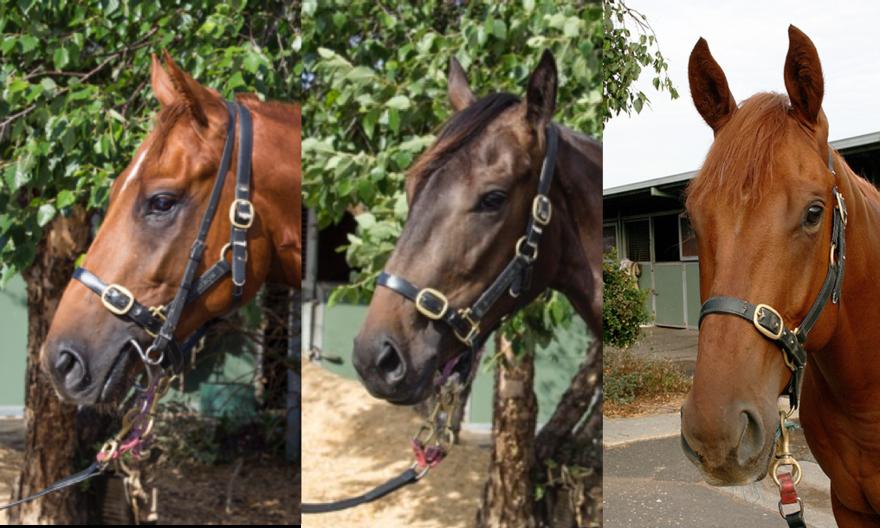 Don't let these three 2yo's slip by without inspection
