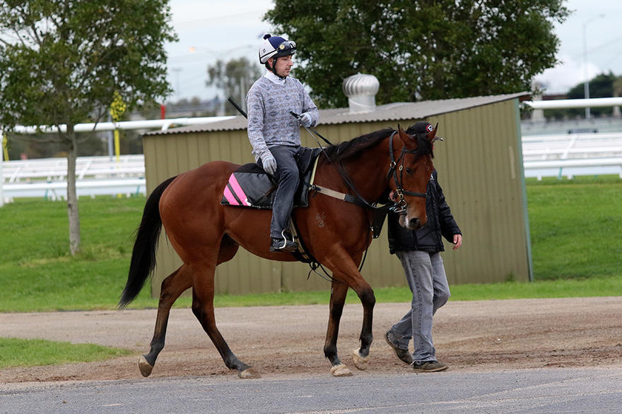 Credible Witness another winner for the team