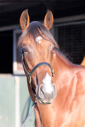 High Chaparral X Crimson Dawn