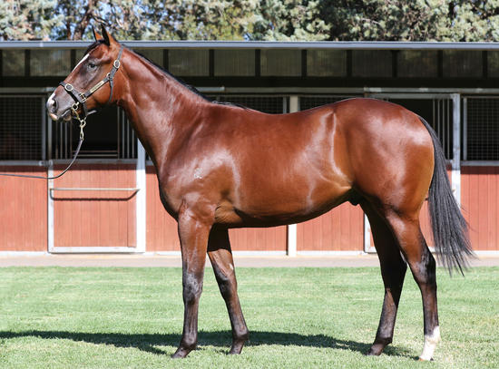 Stryker X Infinite Grace
