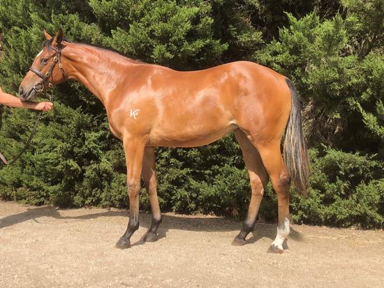 Pierro X Hi Belle
