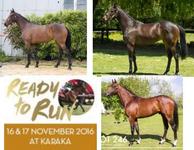 NEW ZEALAND READY TO RUN HORSES ARRIVE AT STABLE