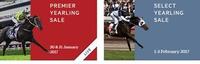 Shea on the spot at New Zealand Premier Yearling Sales