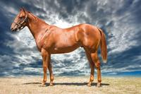 Open Day Yearling Parade Success