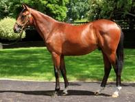 FINAL SHARE OPPORTUNITY NZ RIP VAN WINKLE X GO SOUTH